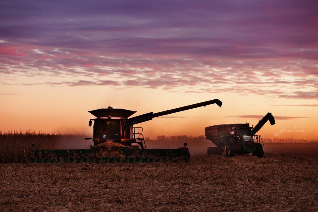 Combines during harvest in southwestern Minnesota