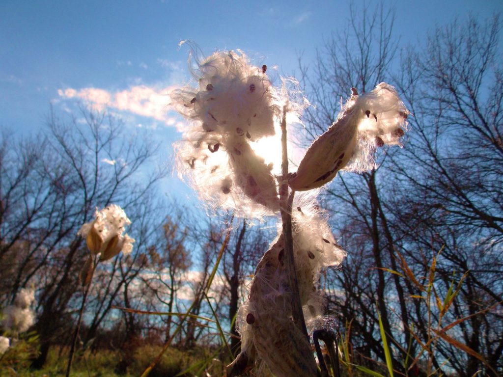 milkweed opening in sunlight