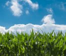 field of corn under blue summer skies with clouds