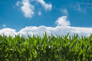 field of corn under blue summer skies with clouds