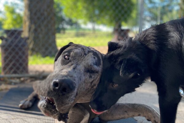 Inside an outdoor kennel, a black dog nuzzles the neck of a gray dog