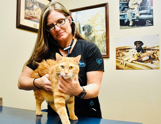 Rachel cares for an orange cat in one of the exam rooms at Appleton Veterinary Clinic