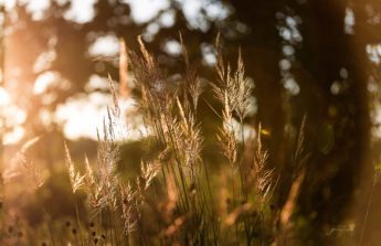 Decorative grass glows in fading sunlight, photo by Julie Carrow