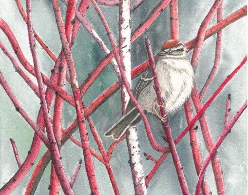 A small bird perches in the red branches of a dogwood.