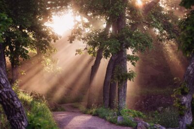 Sunlight flowing through trees lighting up walking path