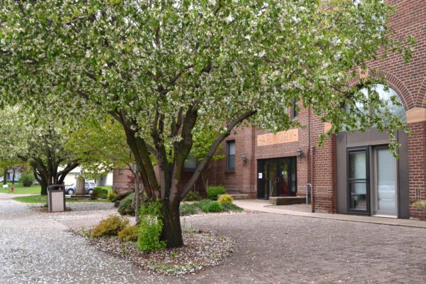 Spring blossoms on a mature tree outside the armory building in Dawson.