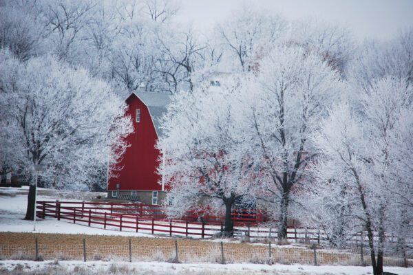 A bright red barn surrounded by trees covered in hoarfrost.
